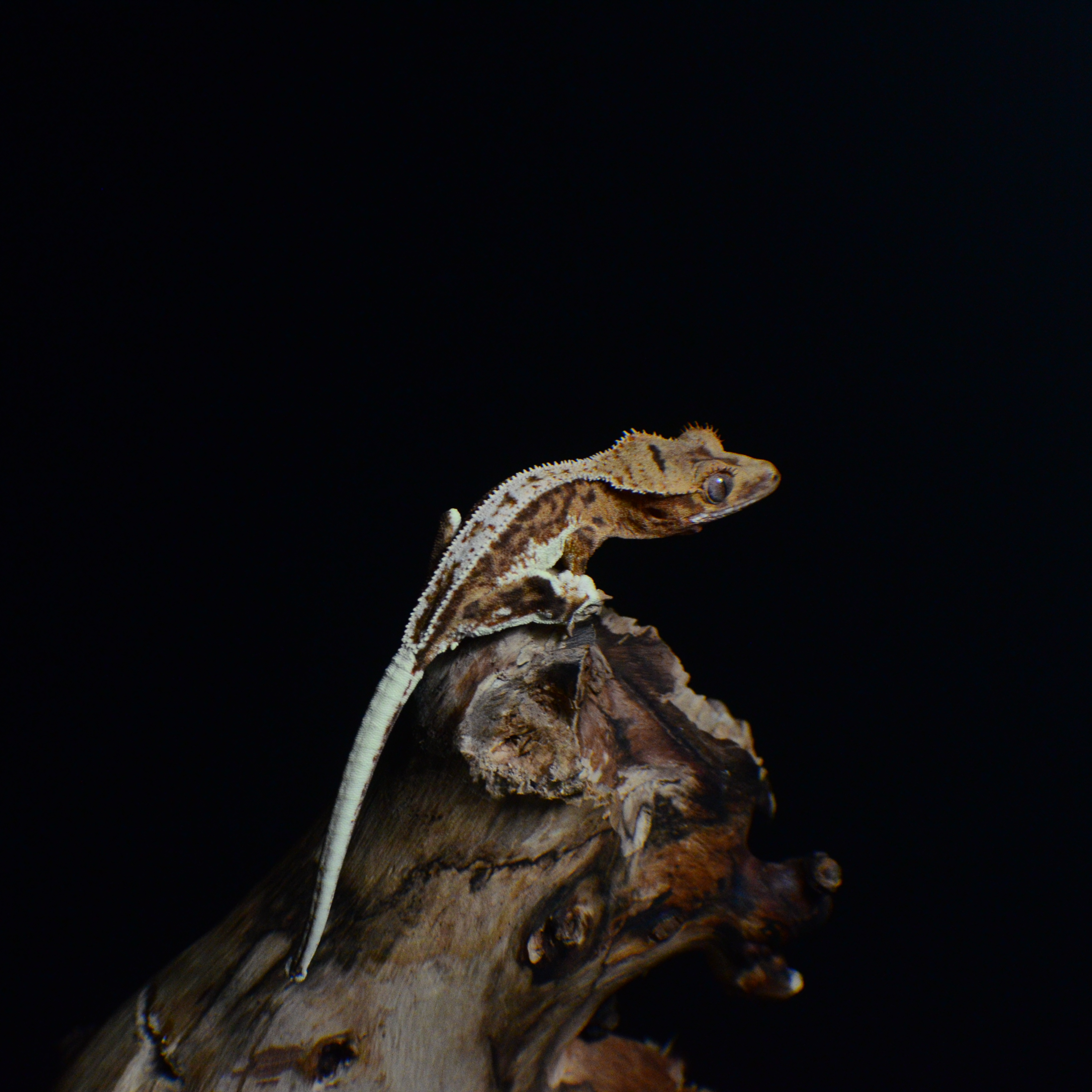 Chester the lilly white gecko on wood, black background