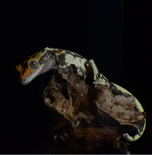 Carl on cork bark